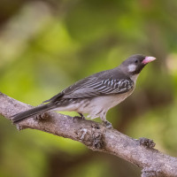 Greater Honeyguide